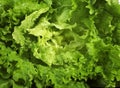 SCAROLE SALAD cichorium intybus Royalty Free Stock Photo