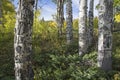 Scarred bark and fall Aspen trees color