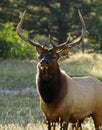 Battle Hardened Bull Elk