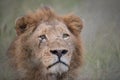 Scarred lion portrait Royalty Free Stock Photo