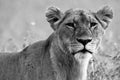 Scarred lioness in black and white