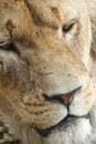 Scarred Lioness Face