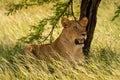 Scarred lioness lies in grass under tree