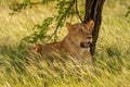Scarred lioness lies under tree in grass