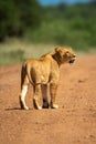 Scarred lioness stands on track looking right Royalty Free Stock Photo