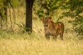 Scarred lioness stands under tree in grass