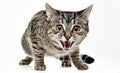 Scarry cat in the white photo studio floor Royalty Free Stock Photo
