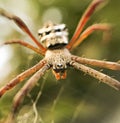 Scarry eyes of eight legged insect Royalty Free Stock Photo