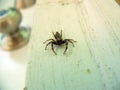 Scarry spider Royalty Free Stock Photo