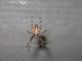 Scarry Spider Weaving the Web Royalty Free Stock Photo