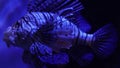 Scarry weird fish slowly swimming in dark lighting underwater. Exotic flora and fauna