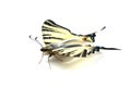 Scarse swallowtail (Iphiclides podalirius) isolated on white Royalty Free Stock Photo