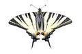 Scarse swallowtail (Iphiclides podalirius) isolated on white Royalty Free Stock Photo