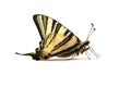 Scarse swallowtail ( Iphiclides podalirius) isolated on white Royalty Free Stock Photo
