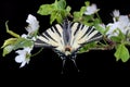 Scarse swallowtail (Iphiclides podalirius) sitting on cherries Royalty Free Stock Photo