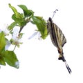 Scarse swallowtail ( Iphiclides podalirius) sitting on cherries Royalty Free Stock Photo