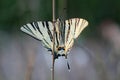 Scarse swallowtail (Iphiclides podalirius) sitting on dry grass Royalty Free Stock Photo