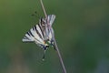 Scarse swallowtail (Iphiclides podalirius) sitting on dry grass Royalty Free Stock Photo