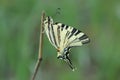 Scarse swallowtail (Iphiclides podalirius) sitting on dry grass Royalty Free Stock Photo