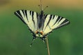 Scarse swallowtail (Iphiclides podalirius) sitting on dry grass Royalty Free Stock Photo