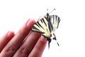 Scarse swallowtail (Iphiclides podalirius) sitting on human fin Royalty Free Stock Photo