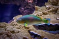 Scarus quoyifish Quoy's parrotfish underwater in sea Royalty Free Stock Photo