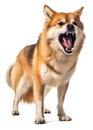 scary angry shiba inu dog portrait on isolated background