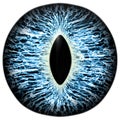 Scary animal blue eye with purple colored iris, detail view into eye bulb