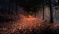 Scary autumn forest with trail. Colorful l Amazing scene with mystical foggy forest. Spooky fairy wood Royalty Free Stock Photo