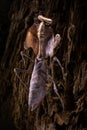 Deroplatys lobata climbs the bark of a tree