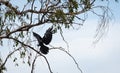 Scary big black Halloween bird landing with claws outstretched to grasp a branch of a gnarly wispy spooky tree