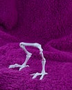 Scary bird legs with no body isolated on fluffy purple background. Concept for Halloween