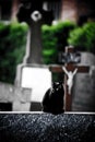 Scary black cat on a cemetery sitting on the tomb stone Royalty Free Stock Photo