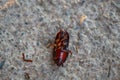 scary black cockroach lying on the sidewalk Royalty Free Stock Photo