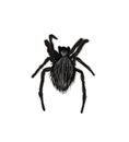 Scary black spider illustration for Halloween isolated on white background