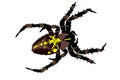 Scary black and yellow spider top view vector illustration