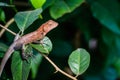 scary brown chameleon lizard