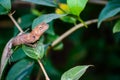 scary brown chameleon lizard Royalty Free Stock Photo