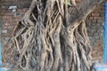 Scary brown trunk of banyan tree