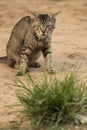 Scary cat staring at camera prepeared to attack. Macro lens. Royalty Free Stock Photo