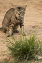 Scary cat staring at camera prepeared to attack. Macro lens. Royalty Free Stock Photo