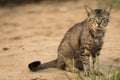 Scary cat staring at camera prepeared to attack. Macro lens. Royalty Free Stock Photo