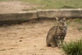 Scary cat staring at camera prepeared to attack. Macro lens. Royalty Free Stock Photo