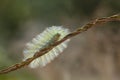 Unique Hairy Caterpillar in Little Branch
