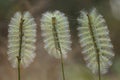 Unique Hairy Caterpillar in Little Branch