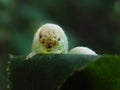 Scary caterpillar birch sawfly larva, Cimbex Femoratus Royalty Free Stock Photo