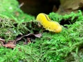 Scary caterpillar, birch sawfly larva, Cimbex Femoratus of yellow color with black dots on sides and line on back Royalty Free Stock Photo