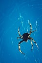 Scary Spider Silhouette in its Web, Fear and Arachnophobia Concept