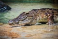 Scary Crocodile is crawling to basking in the pond at the crocodile farm. Royalty Free Stock Photo