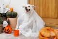 Scary cute dog ghost with Jack o lantern at front of house with spooky halloween decorations on porch. Adorable white puppy Royalty Free Stock Photo